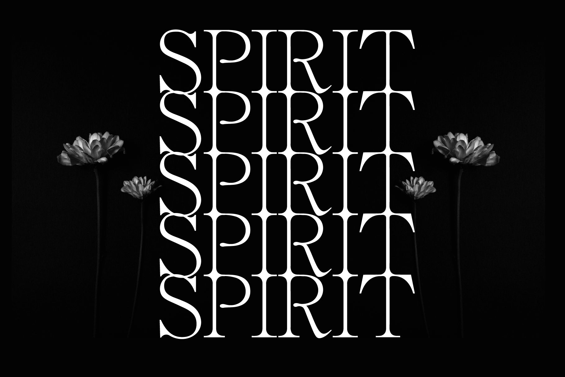 Fashion Font Collection